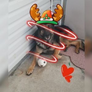 Meet your Posher, Callieogaard